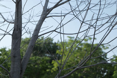 Close-up of tree against sky