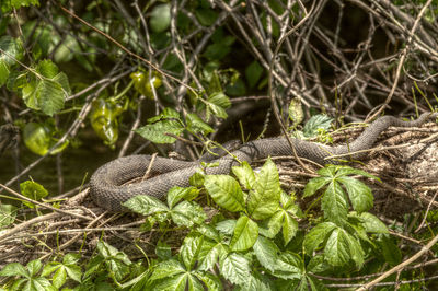 Close-up of a lizard on tree