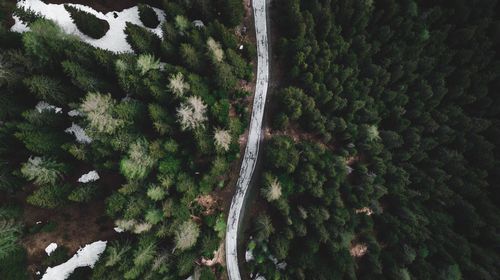 Aerial view of road amidst trees in forest