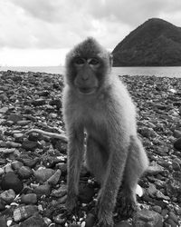 Portrait of sheep on rock