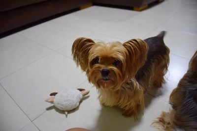 High angle view of dog at home