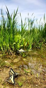 Plants on field by lake against sky