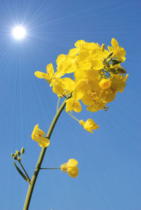 Low angle view of yellow flowering plant against clear blue sky