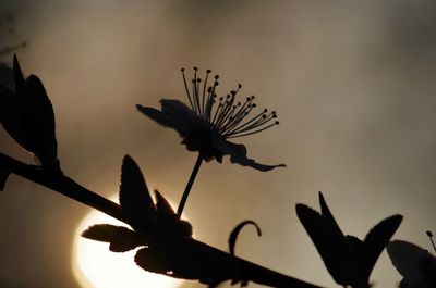 Close-up of silhouette plant against sky