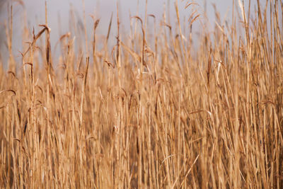 Close-up of wheat field