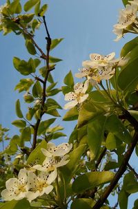 Low angle view of flower tree against sky