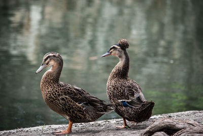 Two ducks standing on the bank near a pond