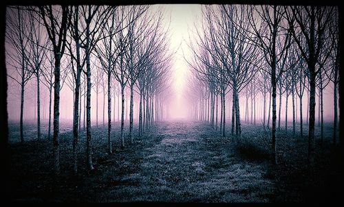 Road passing through bare trees