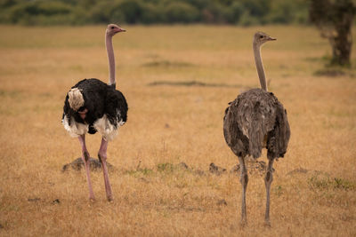 Male and female ostrich turning heads back