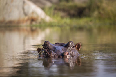 View of turtle swimming in lake