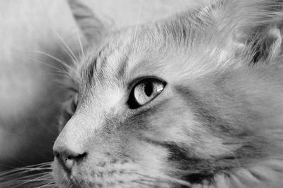 Close-up portrait of cat