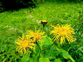 Close-up of yellow flowering plant on field