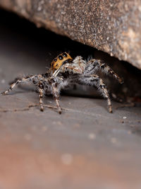 Close-up of spider