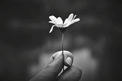 Close-up of hand holding flower