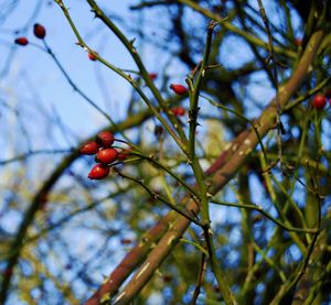 Close-up of red berries on tree against sky