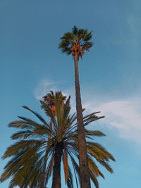 Low angle view of palm tree against sky