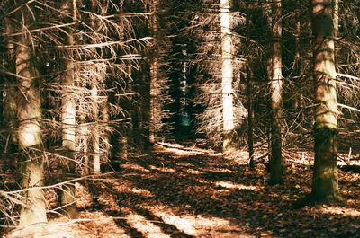 Trees in forest