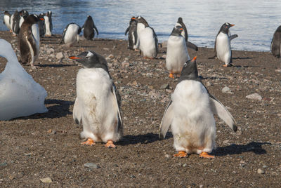 Penguins at beach