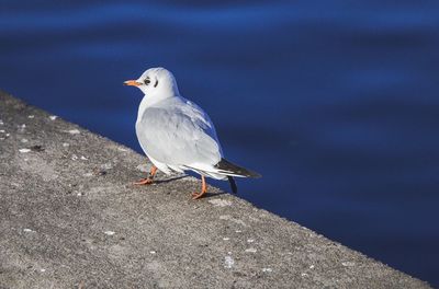 Close-up of bird perching outdoors