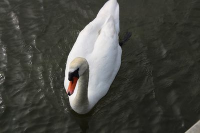 Swan swimming in lake