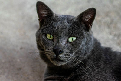 Close-up portrait of a cat