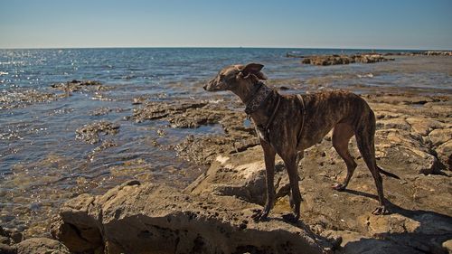 View of a dog on beach