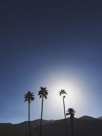 Low angle view of palm trees against blue sky