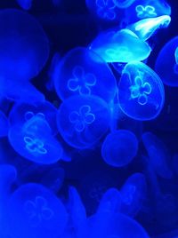 Close-up of jellyfish in sea