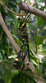 Close-up of grasshopper on branch