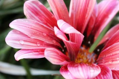 Close-up of pink flower blooming outdoors