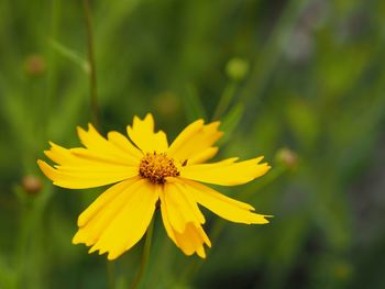 Close-up of yellow cosmos blooming outdoors