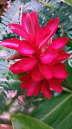 Close-up of flower blooming outdoors