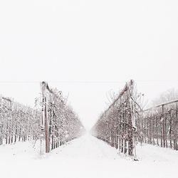 Bare trees on snow covered field