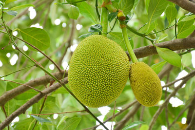 Close-up of fruit growing on tree