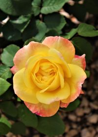 Close-up of rose flower