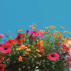 Close-up of flowers blooming in garden