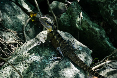 Lizard on rock