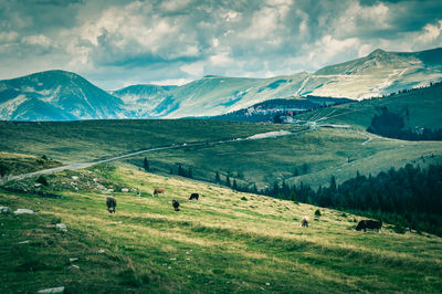 Flock of sheep grazing on field against sky