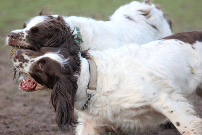 View of a dog on field