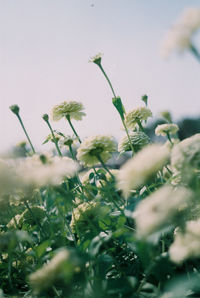 Close-up of flowering plants on field