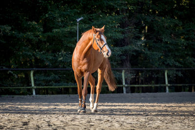 Horse standing in ranch