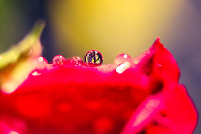 Close-up of wet red rose flower