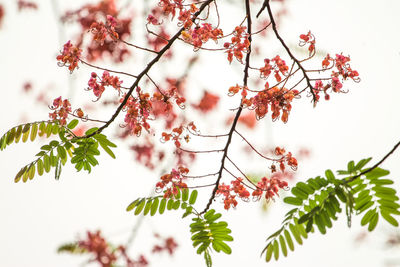 Low angle view of flowering plants on tree