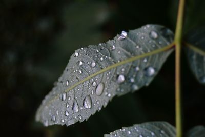 Close-up of raindrops on leaves