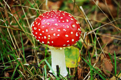 Close-up of fly agaric mushroom on field