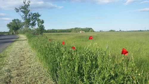 Scenic view of field against blue sky