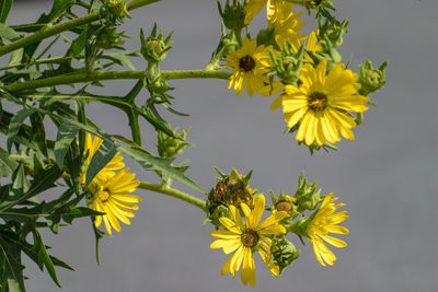 Close-up of yellow flowering plant