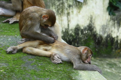 Close-up of monkey relaxing on grass