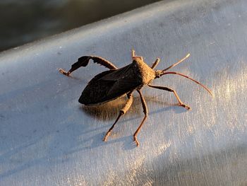 Close-up of insect