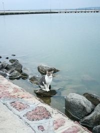Duck on rock by sea against sky